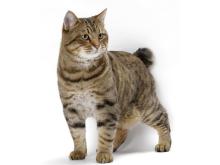 American Bobtail