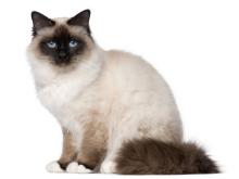 Birman Cat