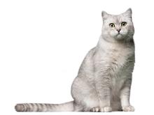 Burmilla Cat