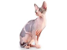 Canadian Sphynx