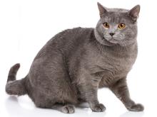 Chartreux