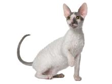 Cornish Rex