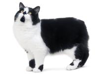 Cymric Cat