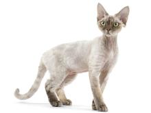 Devon Rex