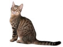 European Shorthair