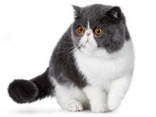 Exotic Cat