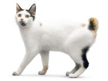 Japanese Bobtail