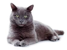 Korat