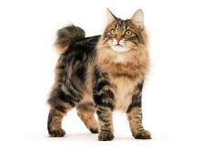 Kurilian Bobtail