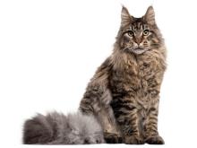 Maine Coon
