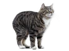 Manx