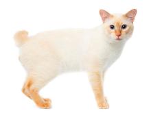 Mekong Bobtail