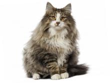 Norwegian Forest Cat