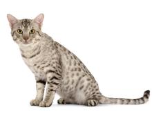 Ocicat