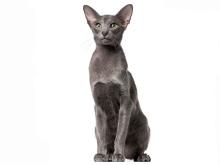 Oriental Shorthair