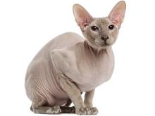 Peterbald