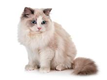 Ragdoll