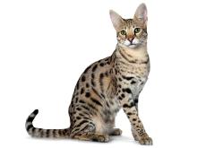 Savannah