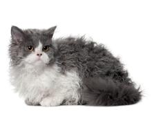 Selkirk Rex