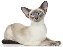 Siamese