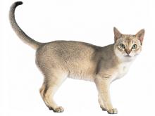 Singapura