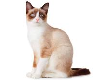 Snowshoe