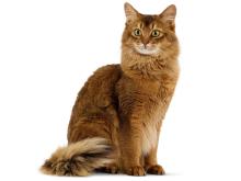 Somali Cat