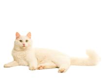 Turkish Angora