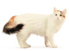 Turkish Van