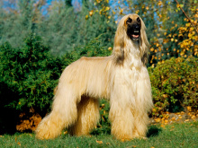 Afghan Greyhound