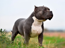 American Bulldog