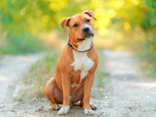 American Staffordshire Terrier