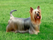 Australian Silky Terrier