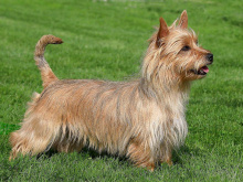 Australian Terrier