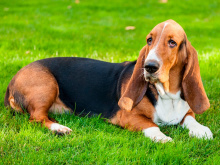 Basset Hound