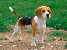 Beagle