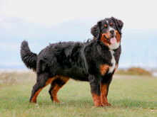 Bernese Sennenhund