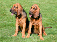 Bloodhound
