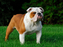 English Bulldog