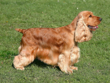 English Cocker Spaniel