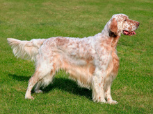 English Setter
