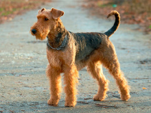  	Airedale Terrier