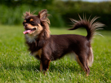 Chihuahua