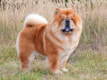Chow Chow