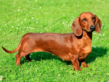 Dachshund