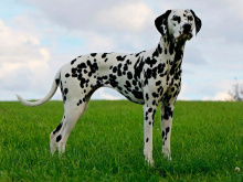 Dalmatian