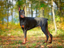 Doberman