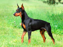 German Pinscher
