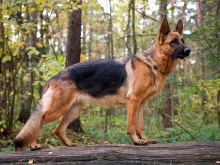 German Shepherd