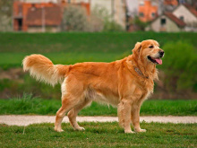 Golden Retriever